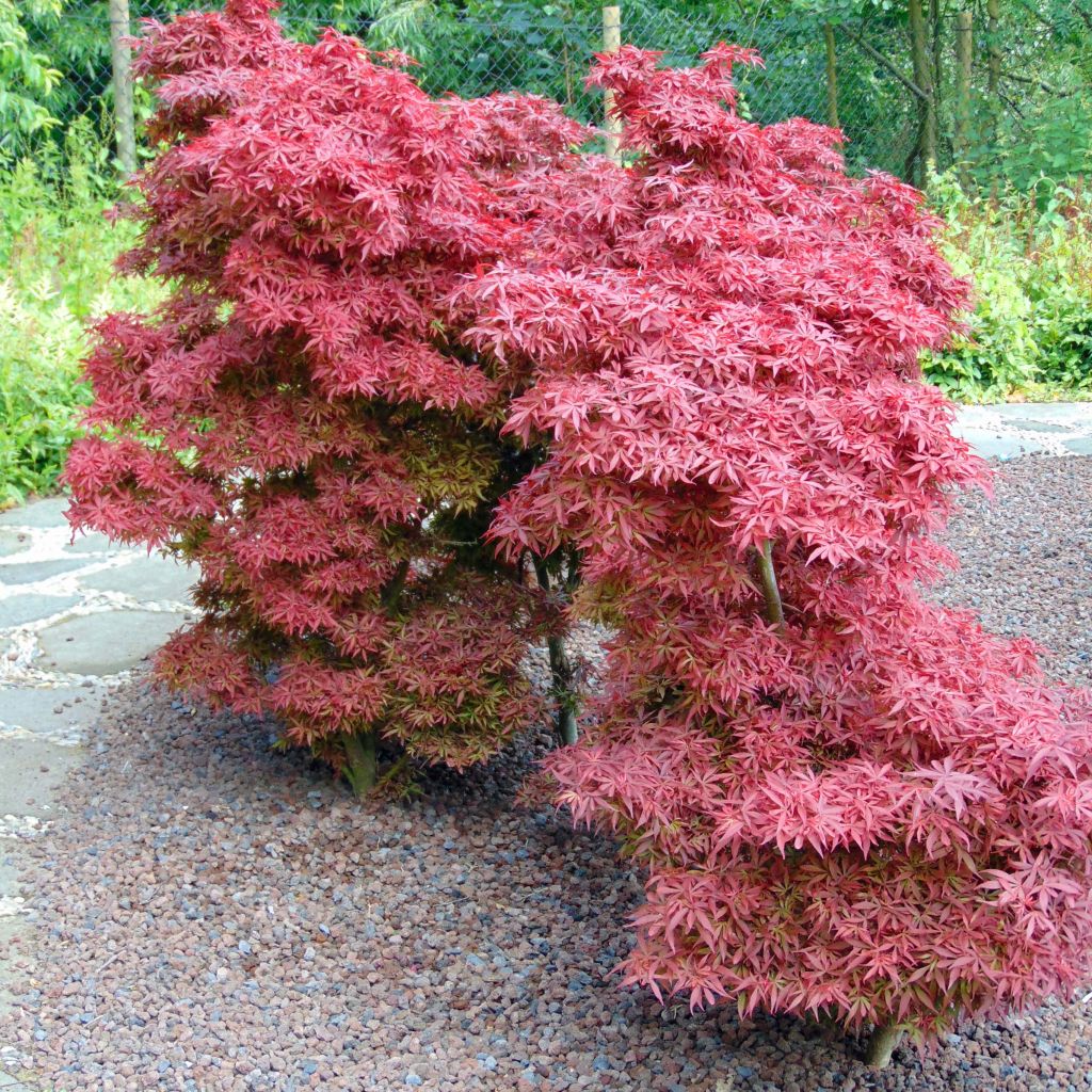 [0564] ACER PALMATUM SHAINA - QUART TIGE (Caduc, 150/200)