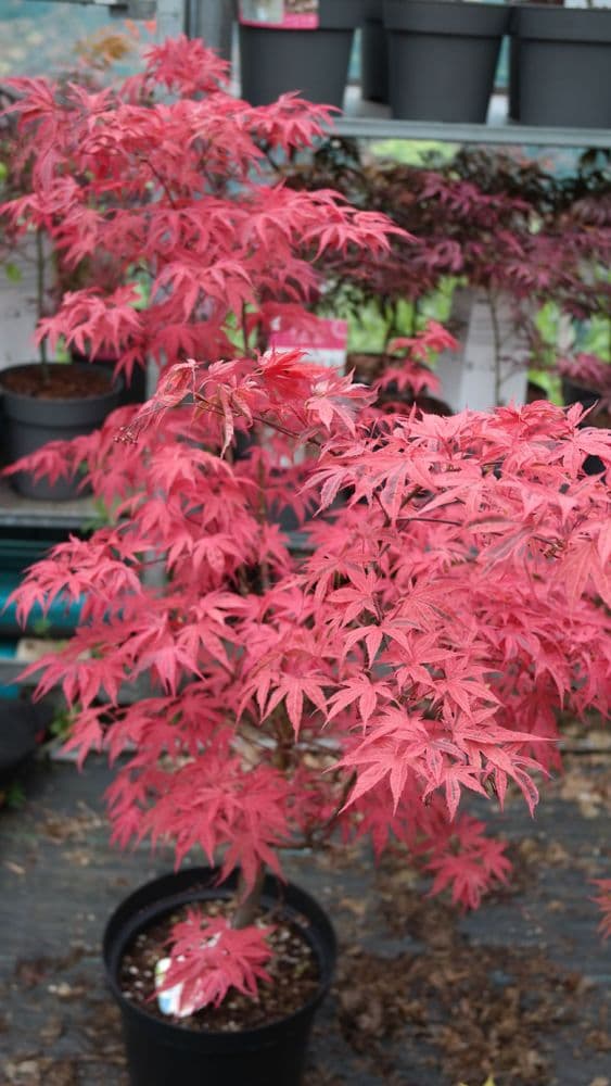 [0569] ACER PALMATUM SHIRAZZ (Caduc, 3 à 5 m)