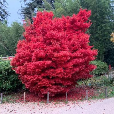 ACER PALMATUM SKEETER'S BROOM