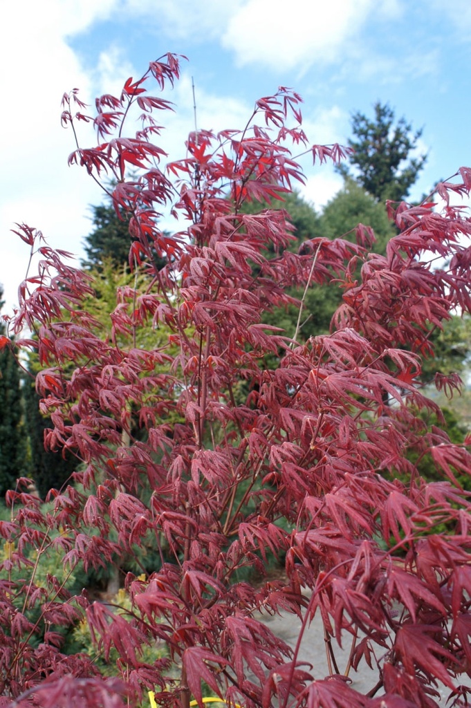 ACER PALMATUM STARFISH