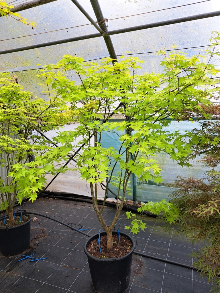 ACER PALMATUM SUMMER GOLD