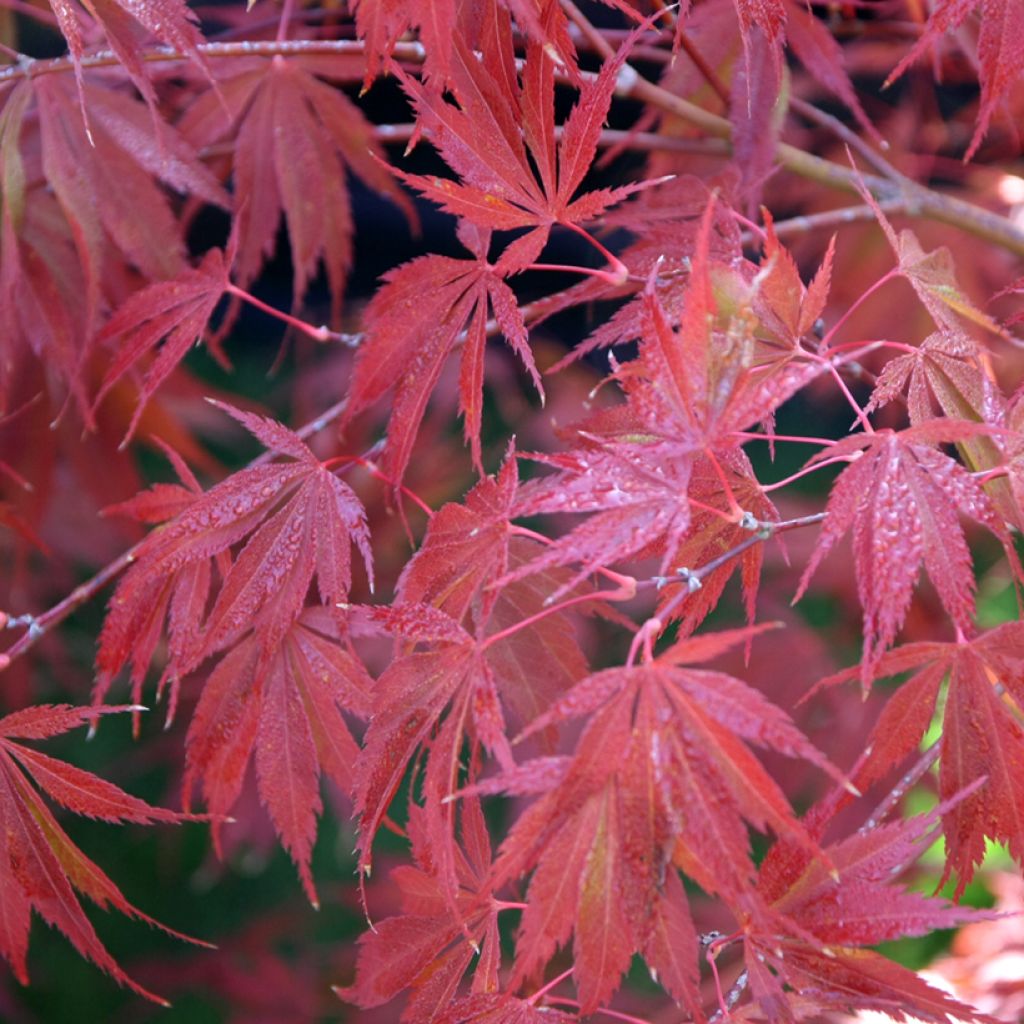ACER PALMATUM TROMPENBURG