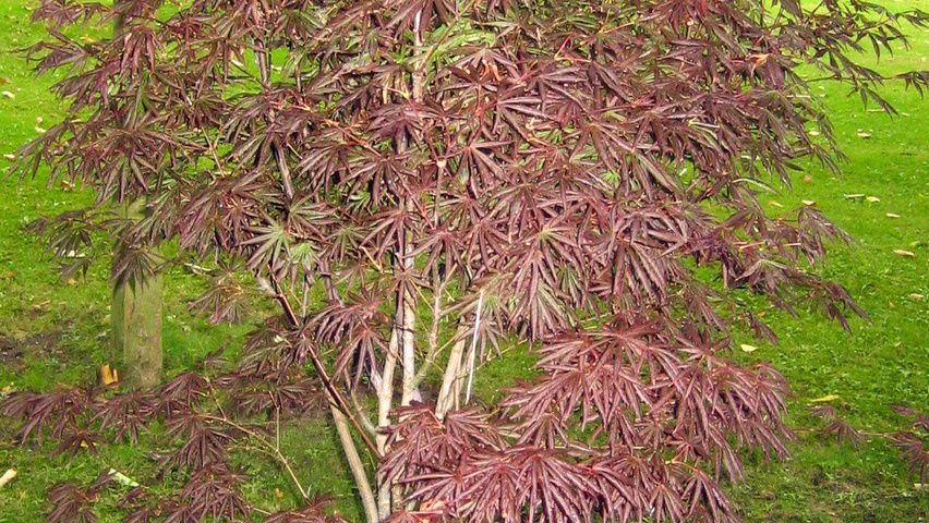 [0604] ACER PALMATUM TROMPENBURG - DEMI TIGE (Caduc, 3 à 5 m)