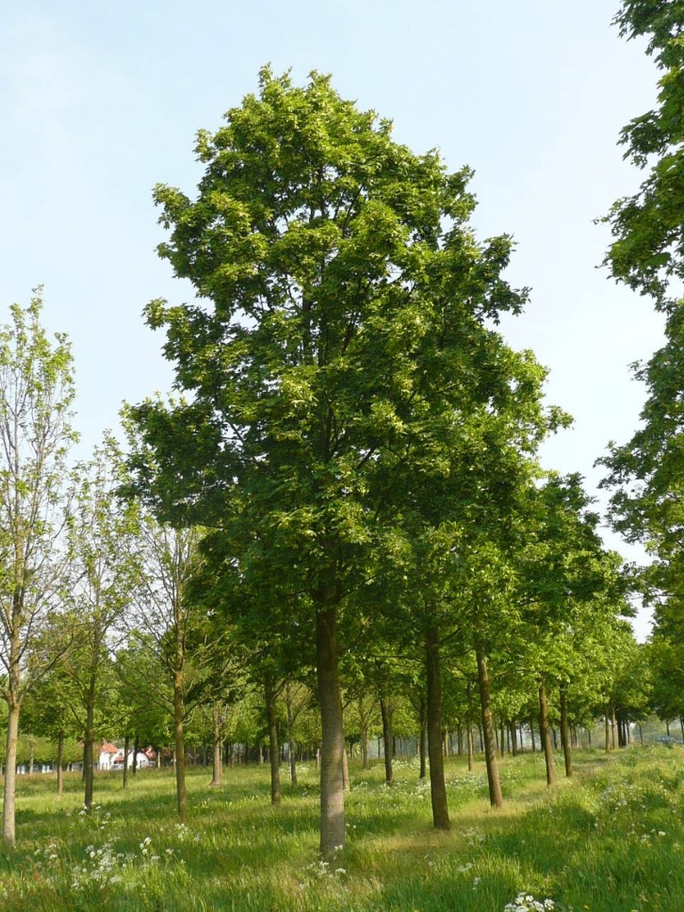 ACER PLATANOIDES