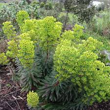 [4898] EUPHORBIA MARTINII CLT 1