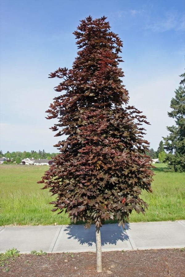 [0636] ACER PLATANOIDES CRIMSON SENTRY (Caduc, 3 à 5 m)