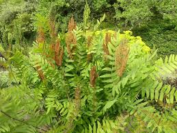 [8505] OSMUNDA REGALIS PURPURESCENS (Caduc, 150/200)