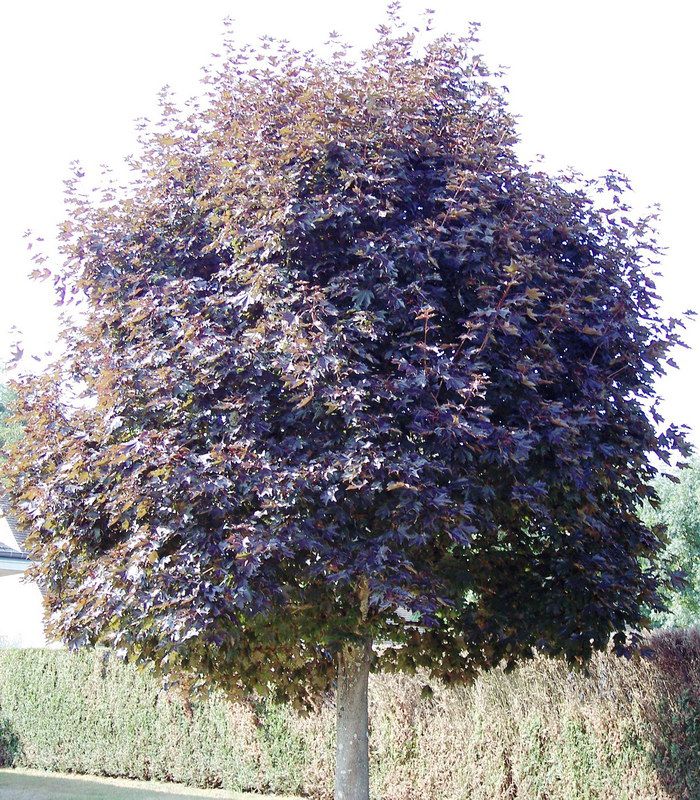 [0646] ACER PLATANOIDES FAASSEN'S BLACK (CRIMSON KING) - TIGE (Caduc, 10 à 20 m)