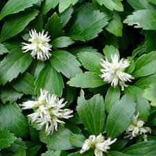 [8524] PACHYSANDRA TERMINALIS (Persistant, 0/20)