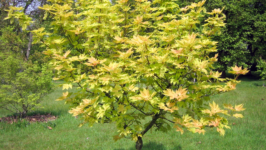 ACER PSEUDOPLATANUS BRILLIANTISSIMUM - DEMI TIGE