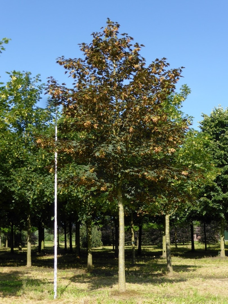 [0676] ACER PSEUDOPLATANUS (ERABLE SYCOMORE) - TIGE (Caduc, +20 m)