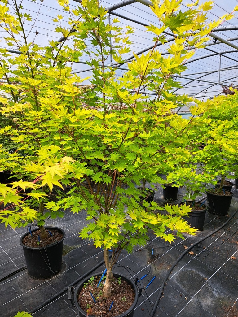 ACER SHIRASAWANUM JORDAN