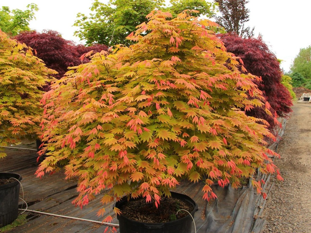 ACER SHIRASAWANUM MOONRISE