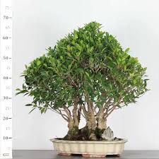 FICUS NITIDA - BONSAI