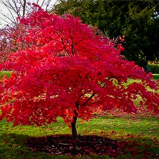ACER TATARICUM GINNALA - TIGE