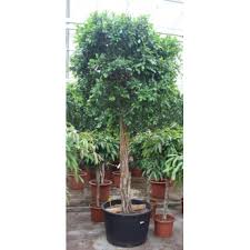 [5214] FICUS NITIDA - TIGE (Persistant, 5 à 10 m)