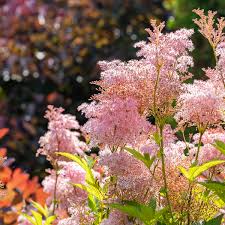 [5227] FILIPENDULA VENUSTA RUBRA ROSE (Caduc, 100/150)