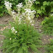 [5229] FILIPENDULA VULGARIS (Caduc, 50/100)