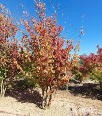 PARROTIA PERSICA DOUBLE ARCEAU