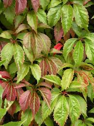 [8608] PARTHENOCISSUS QUINQUEFOLIA (Caduc, +20 m)