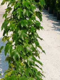 PARTHENOCISSUS TRICUSP. VEITCHII ROBUSTA