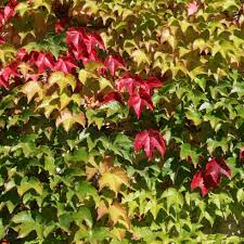 [8617] PARTHENOCISSUS TRICUSPIDATA VEITCHII (Caduc, 10 à 20 m)