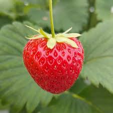 FRAGARIA ANANASSA CHARLOTTE