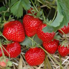 FRAGARIA ANANASSA HUMMI GENTO