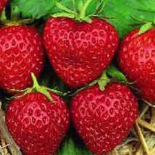 FRAGARIA ANANASSA MARA DES BOIS