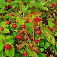 [5305] FRAGARIA VESCA (Caduc, 20/50)
