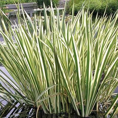ACORUS CALAMUS VARIEGATA PANACHE