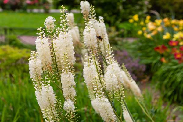 [0777] ACTAEA RAMOSA ATROPURPUREA BLANC (Caduc, 100/150)