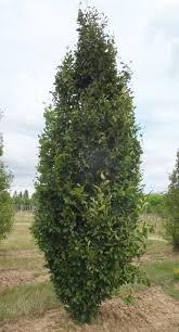 FAGUS ORIENTALIS ISKANDER