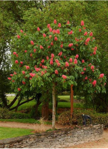 AESCULUS CARNEA - TIGE
