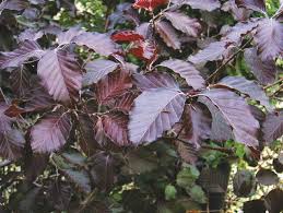 [4928] FAGUS SYL. LATIF. PURPUREA MAJOR (Caduc, 10 à 20 m)