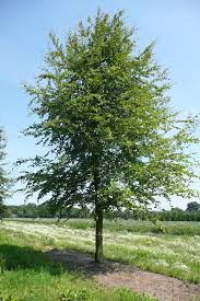 [4941] FAGUS SYLVATICA (Caduc, +20 m)