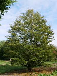 [4943] FAGUS SYLVATICA ASPLENIFOLIA (Caduc, 10 à 20 m)