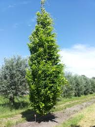 [4975] FAGUS SYLVATICA DAWYCK GOLD (Caduc, 10 à 20 m)