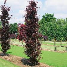 [4987] FAGUS SYLVATICA DAWYCK PURPLE (Caduc, 10 à 20 m)
