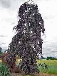 FAGUS SYLVATICA PURPLE FOUNTAIN