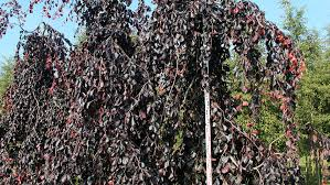 [5013] FAGUS SYLVATICA PURPLE FOUNTAIN - DEMI TIGE (Caduc, 10 à 20 m)