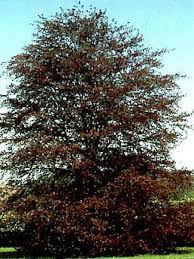 FAGUS SYLVATICA PURPUREA