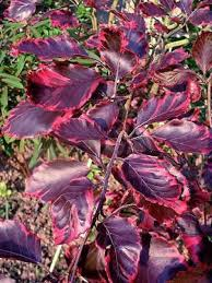 [5038] FAGUS SYLVATICA PURPUREA TRICOLOR (Caduc, 10 à 20 m)