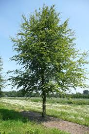 FAGUS SYLVATICA TIGE