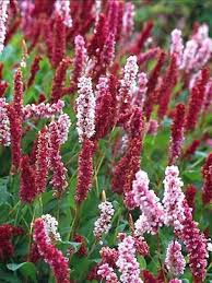 PERSICARIA AFFINIS DARJEELING  (ROUGE)