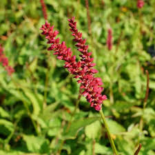 [8707] PERSICARIA AMPLEXICAULE  (ROUGE) (Caduc, 100/150)