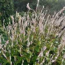 PERSICARIA AMPLEXICAULE ALBA  (BLANC)