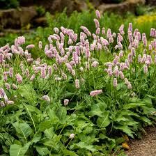 [8711] PERSICARIA BISTORTA SUPERBUM  (ROSE) (Caduc, 50/100)