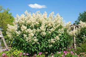 [8713] PERSICARIA POLYMORPHA (Caduc, 150/200)