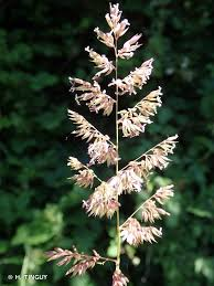 PHALARIS ARUNDINACEA